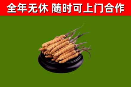 侯马市回收散虫草